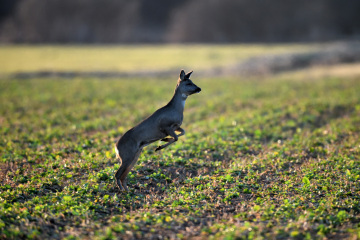 Reh Naturfotografie.Tiere in freier Wildbahn. Deutschland. 2026