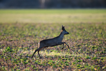 Reh Naturfotografie.Tiere in freier Wildbahn. Deutschland. 2026